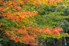 USA, Minnesota, Superior National Forest. Autumn colors in maple tree. Art Print